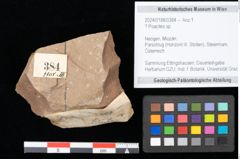 Foto (Objekt + Etikett) von Poacites ? sp. (NHMW-GEO-2024-0188-0384)